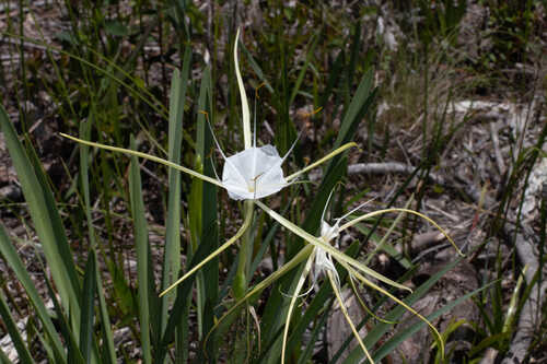 Hymenocallis henryae var. glaucifolia #2